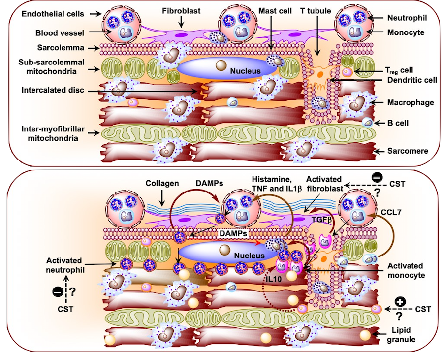 cardiovascular comparison of cells