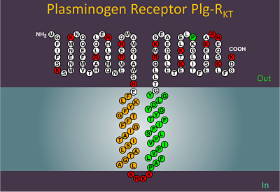 plasminogen receptor